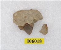 藏品(動物骨片化石)的圖片